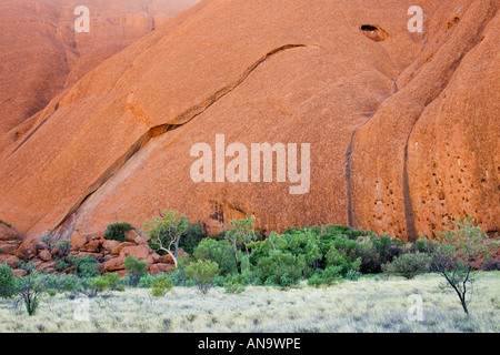 Bäume an der Basis des Ayers Rock Uluru Red Centre Australien Stockfoto