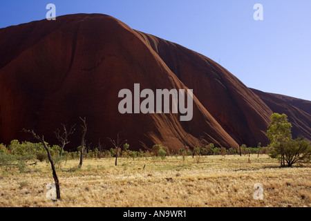 Bäume an der Basis des Ayers Rock Uluru Red Centre Australien Stockfoto