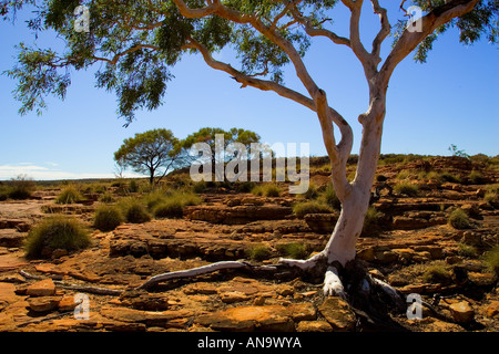 Bäume am King s Canyon Northern Territory Australien Stockfoto