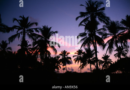 Sonnenuntergang über den Palmen in Kerala Indien Stockfoto