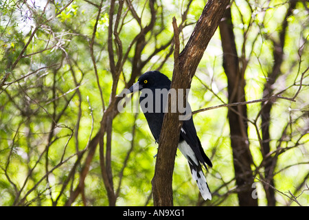 Pied Curraway Vogel Elster-Familie in den Blue Mountains Nationalpark in Australien Stockfoto