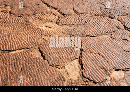 Rippelmarken erhalten im Mereenie Sandstein bei King s Canyon Northern Territory Australien Stockfoto