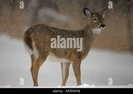 Weiß - angebundene Rotwild Odocoileus Virginianus New York Doe stehen im Schnee Stockfoto