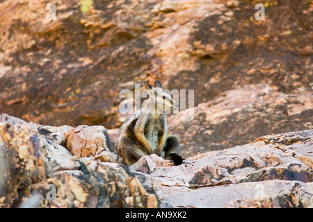 Wallaby sitzt auf den Felsen bei Simpson s Lücke Madonnell Bergkette von Australien Stockfoto