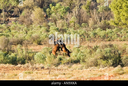 Mustangs, die Kämpfe im roten Zentrum Northern Territory in Australien Stockfoto