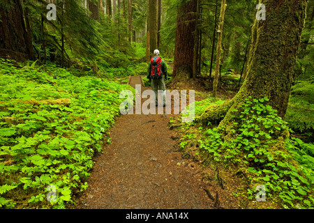 Wanderer im Frühjahr Regenwald Stockfoto