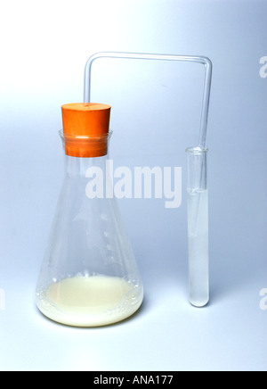 Kohlendioxid aus Hefe macht Kalklauge milchig Stockfoto