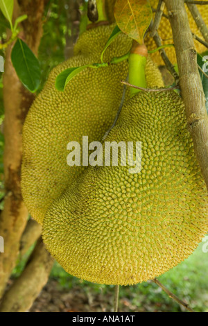 Jackfrucht wächst auf Ast. Stockfoto