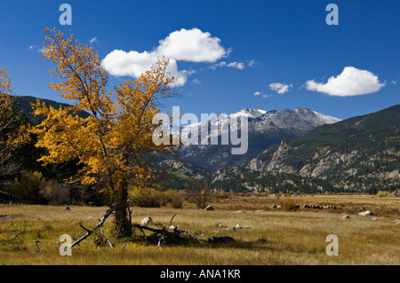 Schneebedeckte Steinen Peak gesehen vom Moraine Park mit Herbst Farbe Rocky Mountain Nationalpark-Colorado Stockfoto