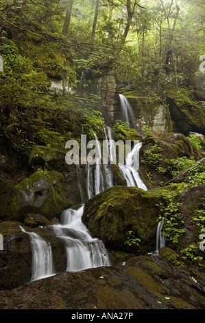 Ort der tausend tropft Kaskaden auf der Roaring Fork Motor Naturlehrpfad Great Smoky Mountains Nationalpark Tennessee Stockfoto