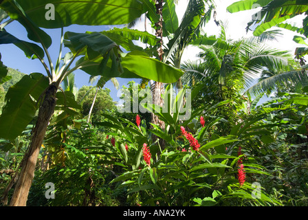 SAMOA UPOLU NE Nord-Ost Nordost Nord Ost Uafato RAINFOREST Kokos Bäume Palmen Ernte Ernte Obst essen Coco Fagaola Stockfoto