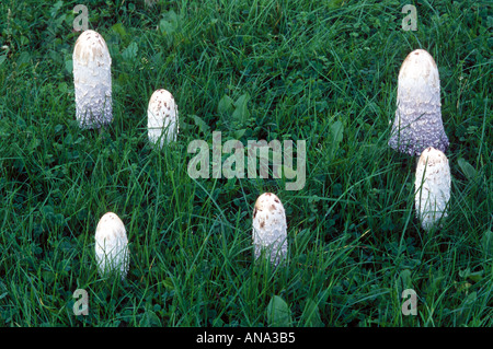 Shaggy Inkcap Coprinus comatus Stockfoto