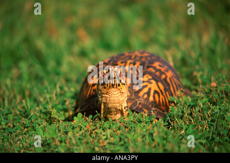 Eastern Box Turtle Stockfoto
