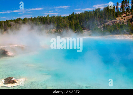 Hellblau, dampfenden Wasser des Excelsior Geyser bei Midway Becken Yellowstone National Park mit Pinien Lodgepol Stockfoto