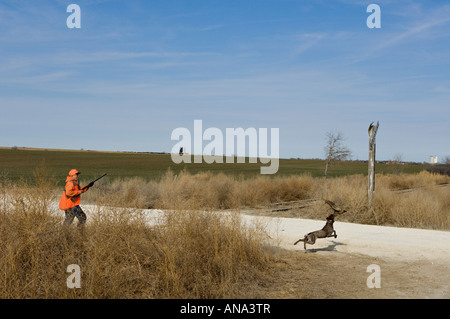 Upland Bird Hunter gerade auf seinem Deutsch Kurzhaar-Pointer Tracks und Fänge eines verwundeten Ring-necked Fasan Stockfoto