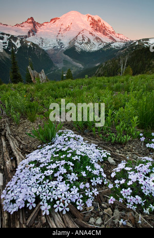 Mt Rainier und Sommer Wiese bei Sonnenaufgang Stockfoto