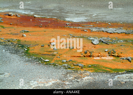 Nahaufnahme der Stichwahl Bereich der Windrad-Geysir im Norris-Geysir-Becken im Yellowstone National Park in Wyoming USA Stockfoto
