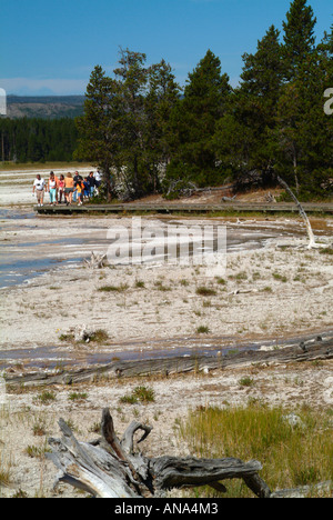 Drehkiefern Sinter in Lower Geyser Basin auf Fountain Paint Pot Trail Yellowstone-Nationalpark Wyoming USA Stockfoto