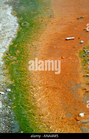 Nahaufnahme der Stichwahl Bereich der Windrad-Geysir im Norris-Geysir-Becken im Yellowstone National Park in Wyoming USA Stockfoto