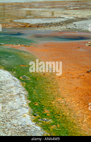 Nahaufnahme der Stichwahl Bereich der Windrad-Geysir im Norris-Geysir-Becken im Yellowstone National Park in Wyoming USA Stockfoto
