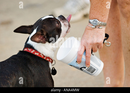 Frau bietet Boston Terrier ein Getränk aus ihrer Tasse an einem heißen Tag Cherokee Park Louisville Kentucky Stockfoto