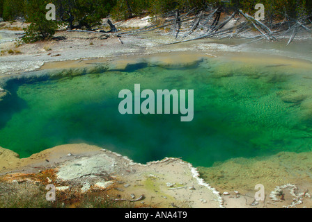 Smaragd-Frühling im Norris-Geysir-Becken im Yellowstone National Park in Wyoming USA Stockfoto