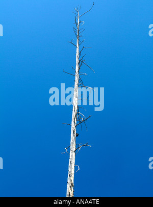 Toten Lodgepole Pine Tree in Kieselsäure reichen Wasser im Norris-Geysir-Becken im Yellowstone National Park in Wyoming USA getötet Stockfoto