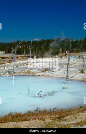 Noch milchiges Wasser in der Nähe von Porkchop-Geysir im Norris-Geysir-Becken im Yellowsrone National Park in Wyoming USA Stockfoto