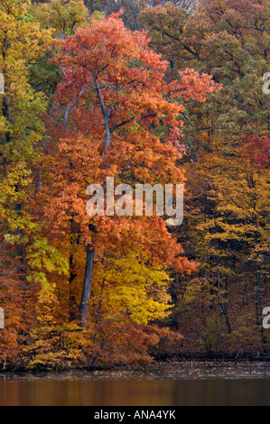 Herbst-Farbe auf kleinen Waldsee am Mount Saint Francis Floyd County Indiana Stockfoto