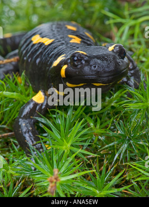 1 ein Firesalamander Feuer Salamander Salamandra Salamandra alpine das wahre in Moos Hintergrund Waldgrün kühle Nass hässlich Fett Stockfoto