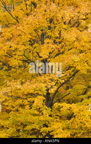 Detail der Herbst Ahorn Baum Floyd County Indiana Stockfoto