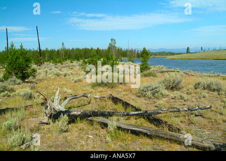 Feuer gerissen Lodgepole Kiefern auf Madison River Bank mit natürlichen regenerierten Bäume im Hintergrund Yellowstone National Park Stockfoto