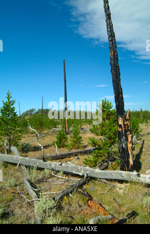 Feuer gerissen Lodgepole Kiefern auf Madison River Bank mit natürlichen regenerierten Bäume im Hintergrund Yellowstone National Park Stockfoto