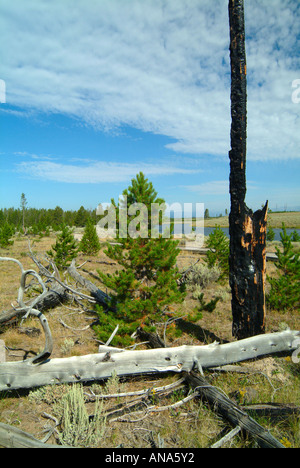 Feuer gerissen Lodgepole Kiefern auf Madison River Bank mit natürlichen regenerierten Bäume im Hintergrund Yellowstone National Park Stockfoto