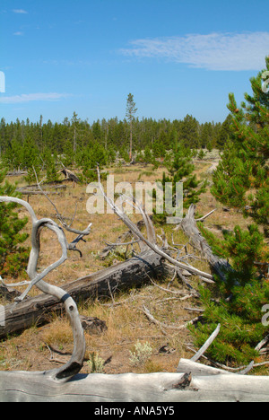 Feuer gerissen Lodgepole Kiefern auf Madison River Bank mit natürlichen regenerierten Bäume im Hintergrund Yellowstone National Park Stockfoto