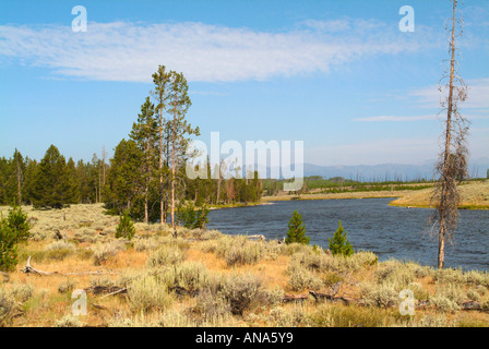 Feuer gerissen Lodgepole Kiefern auf Madison River Bank mit natürlichen regenerierten Bäume im Hintergrund Yellowstone National Park Stockfoto