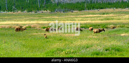 Herde von weiblichen Elch grasen auf Wiese in der Nähe von Madison River Yellowstone Nationalpark Wyoming USA Stockfoto