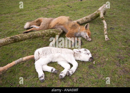 TOTEN LAMM UND SCHUSS FUCHS HANDAUFLEGEN ZUSAMMEN GEBROCHEN ZWEIG IN EINEM FELD Stockfoto