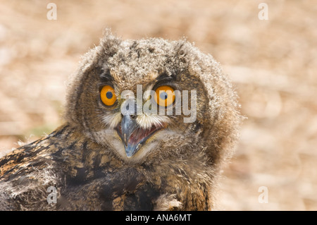 Baby junge Küken Fledling eurasische Adler-Eule Bubo Bubo Eagleowl Uhu Portrait Stockfoto