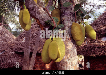 JACKFRUCHT BAUM KERALA Stockfoto
