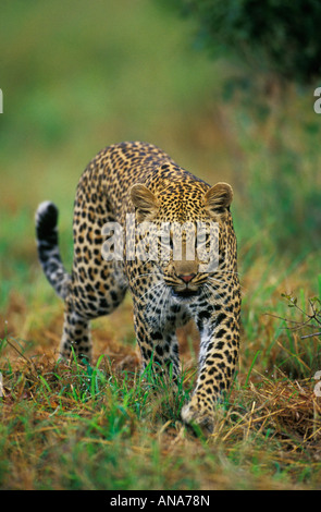 Weibliche Leoparden zu Fuß in Richtung Kamera Stockfoto