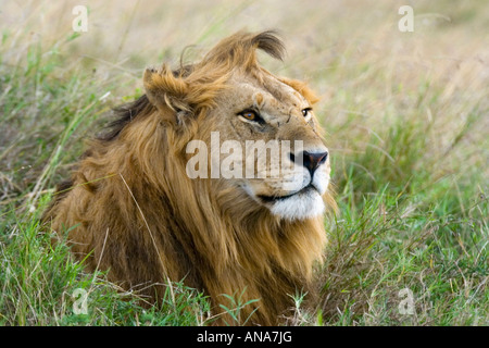Porträt eines männlichen Löwen (Panthera Leo) Stockfoto