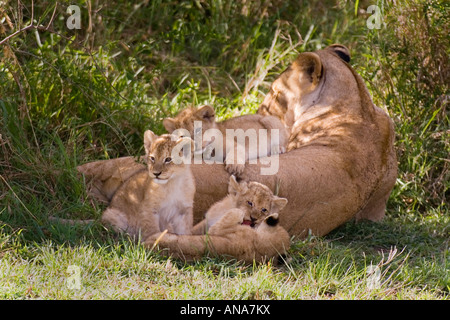 Ein Wurf von 5 Wochen alten Löwenbabys spielen, um ihre Mutter während sie ruht im Schatten Stockfoto