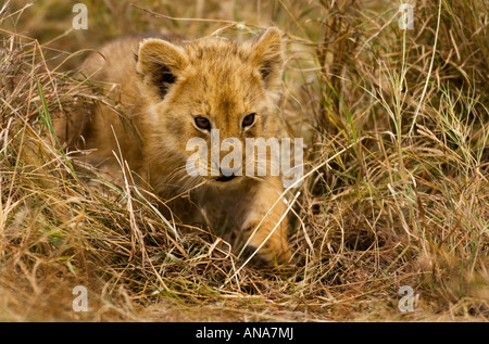 Ein Löwenjunges (Panthera Leo) schleicht sich durch das Unterholz sucht seine Wurfgeschwister Stockfoto