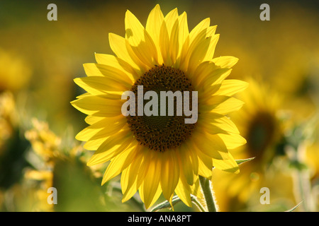 leuchtend gelbe Sonnenblumen-Porträt Stockfoto