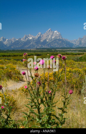 Wavyleaf Distel und Arrowleaf Kreuzkraut blüht in Weideflächen im Grand Teton National Park mit Teton Bergkette Stockfoto