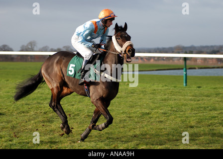 Rennpferd gonna starten bei Towcester Rennen, Northamptonshire, England, UK Stockfoto