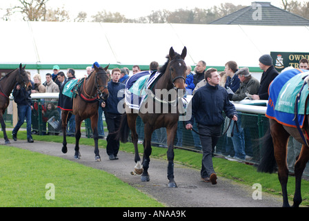 Pferde führte in Parade Ring in Towcester Rennen, Northamptonshire, England, UK Stockfoto