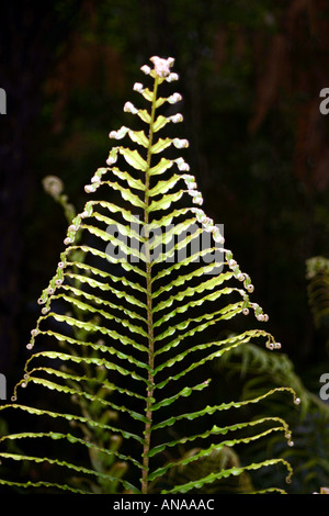 König-Farn-Neuseeland Stockfoto