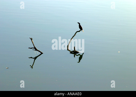 schwarzer Shag ruht auf AST See Tutira Nordinsel Neuseeland Stockfoto